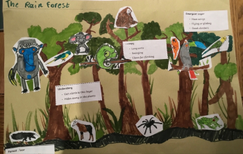 Year 5 Rainforest Projects - St Brigids Primary School